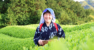 お茶摘みお茶づくり体験
