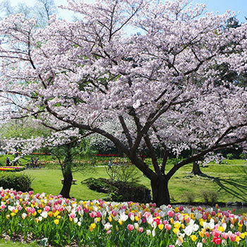 はままつフラワーパーク