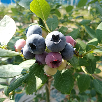 ハマナコベリーズファーム