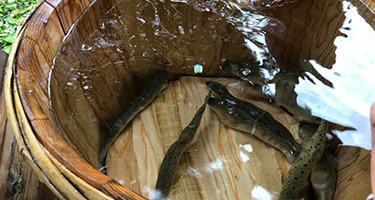 ヤマメのつかみ取り