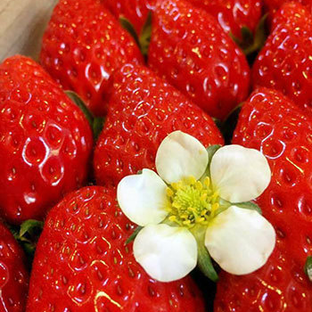 観光農園かしまハーベスト