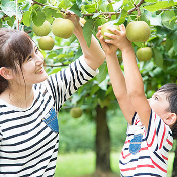 果物狩り　(収穫体験)