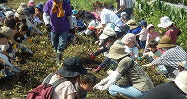 ジャガイモ収穫体験