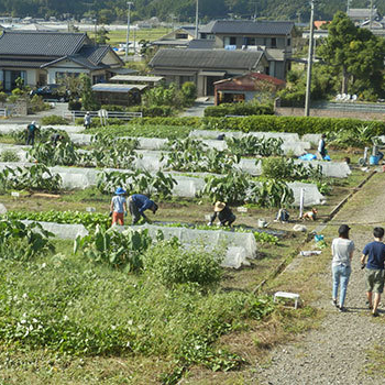 野菜づくり体験